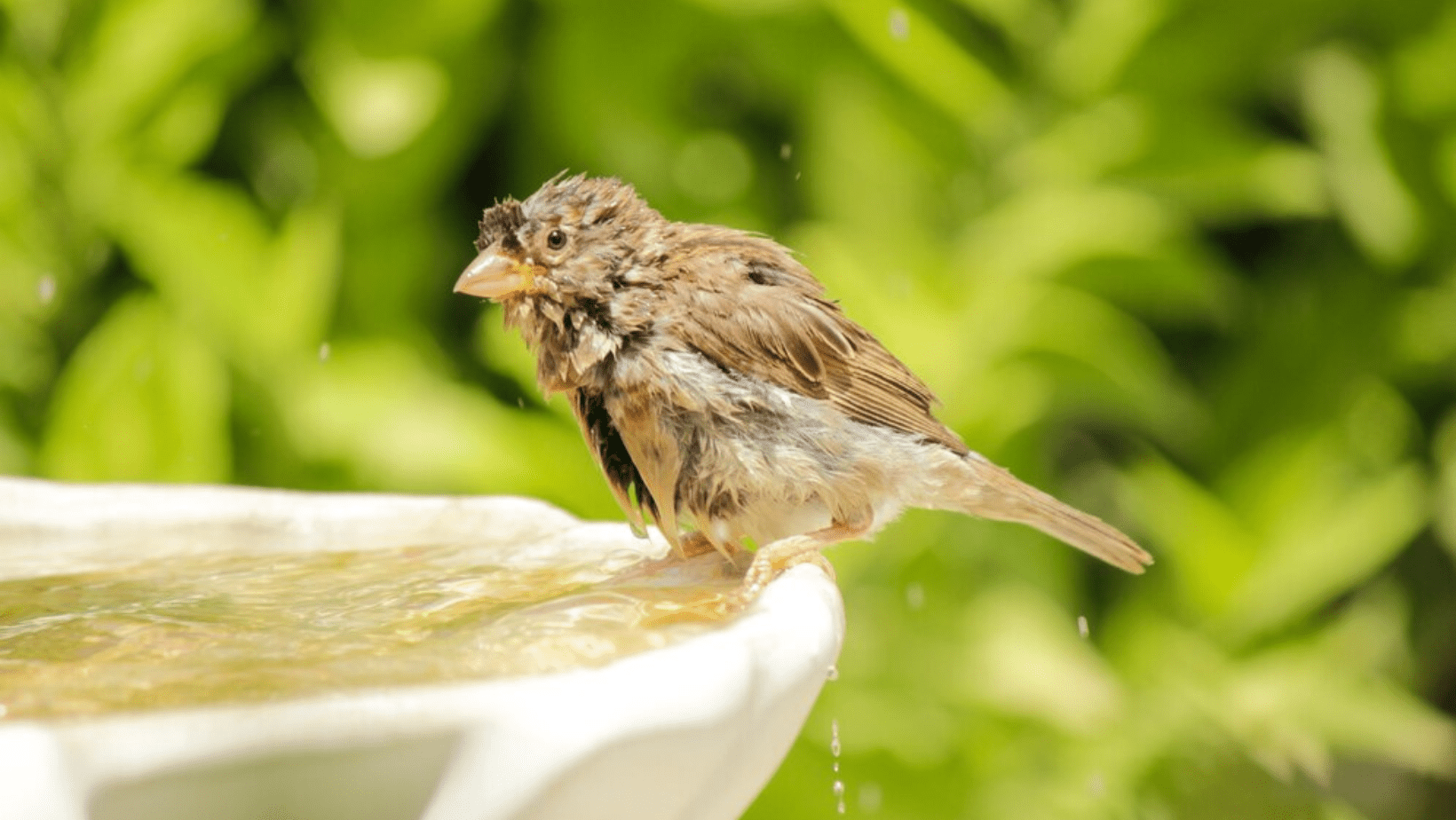 How to Care for Baby Quail