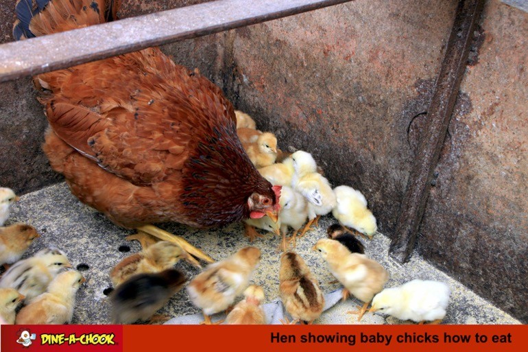 Do Mother Chickens Eat Their Babies?